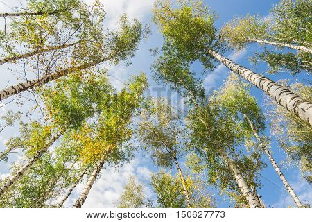 Blue sky with birches in deep forest