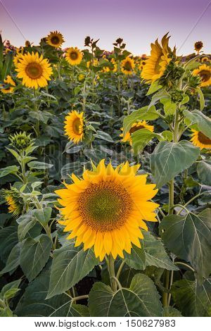 Sunflower closeup portrait under a beautiful sky at dusk