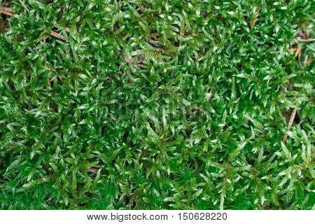 Woodland Ground Green Chunky Pilose Moss Background