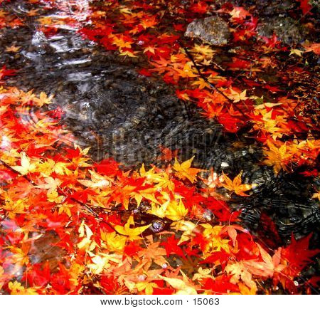 Herbst fallen
