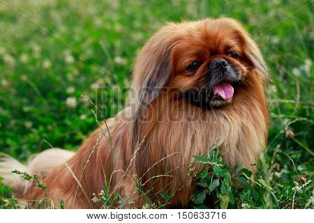 dog breed Pekingese on a green grass