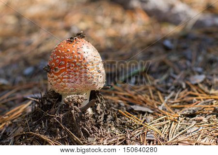 Small Mushroom Growing Out Of The Ground Around The Pine Needles