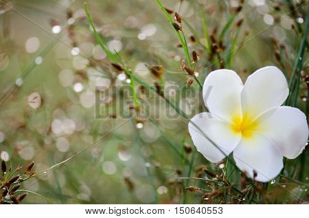 Flowers dew meadow Plumeria flower in the dew meadow.