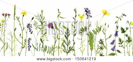 Watercolor drawing wild flowers and herbs, seamless decorative herbal border, pattern with painted wild plants, botanical illustration in vintage style, floral background, hand drawn natural template