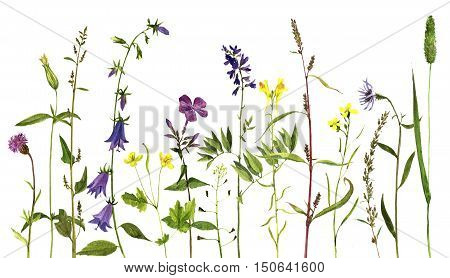 Watercolor drawing wild flowers and herbs, painted wild plants, botanical illustration in vintage style, color floral background, hand drawn natural template, decorative herbal border