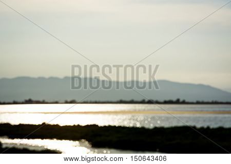 Unfocused photography of a marsh against the afternoon sun.