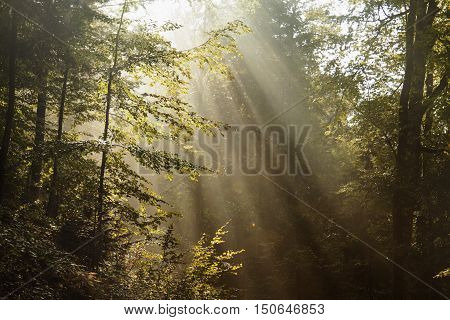 Fantastic foggy forest with a broken road in the sunlight. Sun beams through tree. Dramatic colorful scenery. Carpathian Mountains Mount Parashka. Ukraine Europe. Beauty world.