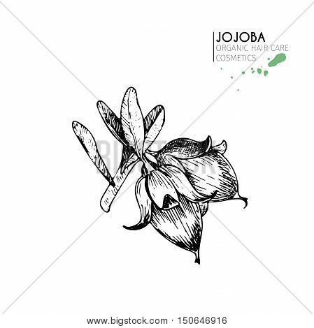 Vector set of hair care ingredients. Organic hand drawn elements. Jojoba branch of nuts. Use for cosmetic package shop store products spa salon wellnes program procedure skin hair care.