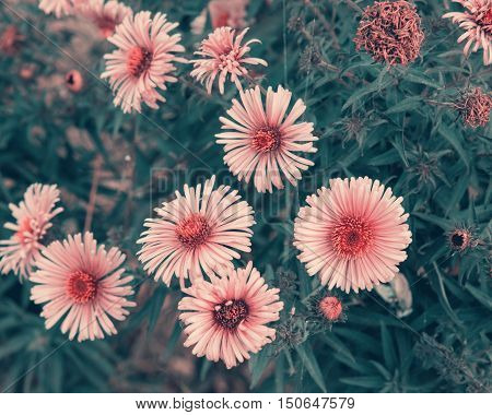Background Of Autumn Flowers.