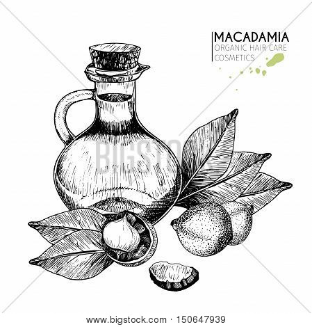 Vector set hair care ingredients. Organic hand drawn elements. Macadamia nuts leaves bottle oil. For cosmetic package shop store products spa salon wellnes program procedure skin hair care