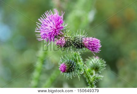 Closeup of a dark pink blossoming and budding welted thistle or Carduus crispus plant against its blurred own natural background on a sunny day in the summer season.