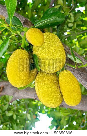 Jackfruit on the tree with green leaves blurry background.