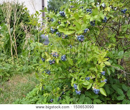 Highbush blueberry plant with fruits in the garden