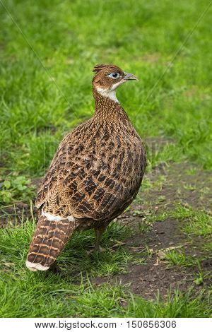 Portret of Himalayan monal (Lophophorus impejanus) female