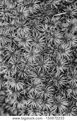 Close up black and white photo of moss.