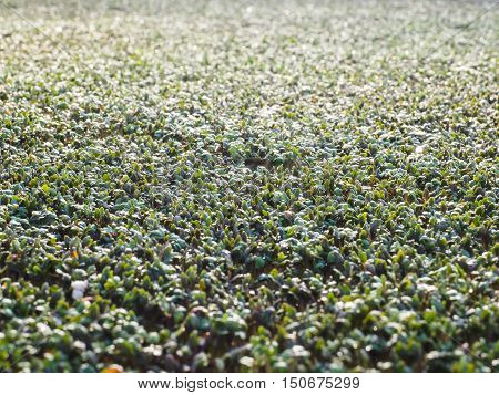 Watercress sprouting in a large field in a greenhouse