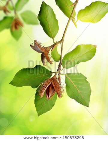 Beech branch with beechnuts on green natural background