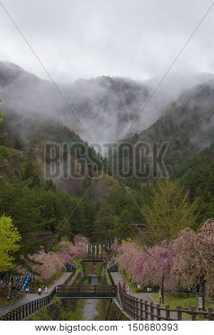 KAWAGUCHIKO, JAPAN - APRIL 28 , 2016 : Saiko Iyashi no Sato Nenba Old historical village  In the rainy season and pink Cherry blossom (Sakura). Kawaguchiko, Japan. APRIL 28 2016.