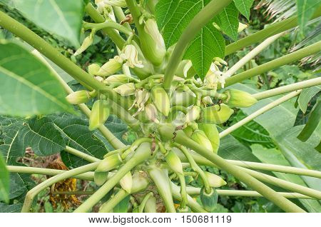 The baby fruit and flowers of papaya tree