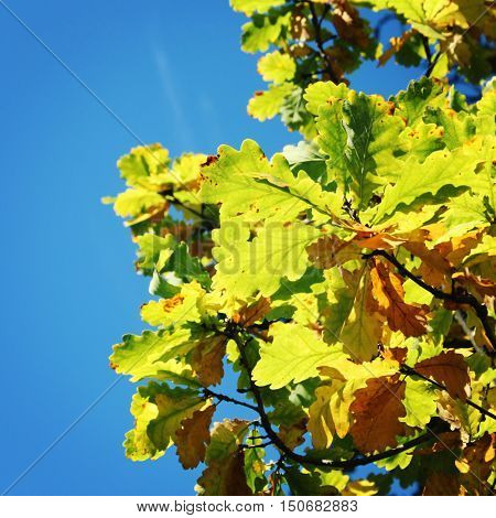 Oak tree leaves. Autumn on Valaam island. Aged photo. Yellow and green leaf color. Text frame with copy space. Retro filter photo. Valaam island Karelia Russia.