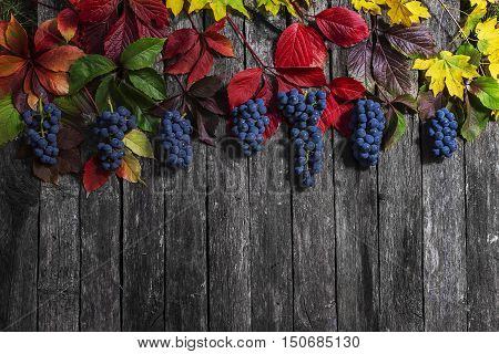 wild grape autumn leaves on wooden background, autumn word