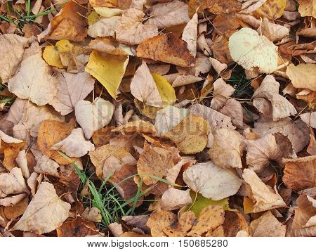 Soft carpet from autumn yellow fallen leaves