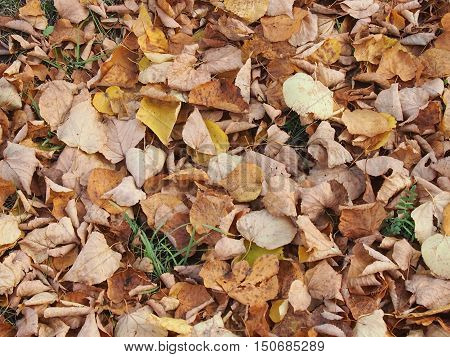 Soft carpet from autumn yellow fallen leaves