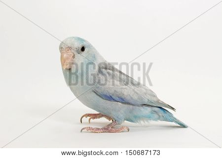 Pastel Blue Forpus Bird on White background