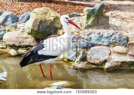 White stork standing alone at the water closeup
