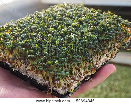 Watercress In Hand, Grown In Greenhouse, Up Close
