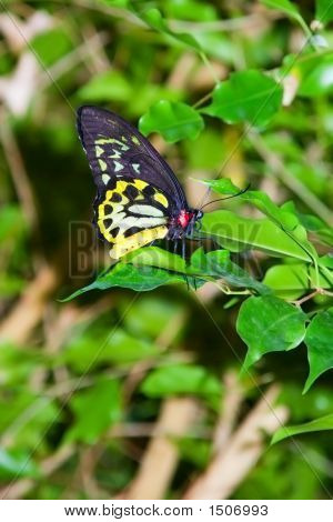 ริชมอนด์ Birdwing ผีเสื้อ