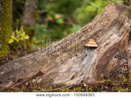 Tree bark with Fomes fomentarius (tinder fungus) closeup