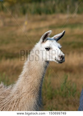 The llama (Lama glama) in a pasture.