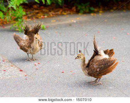 Pollitos de pavo real practicando mostrando