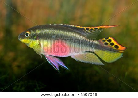 Kribensis (Cichlid viola)