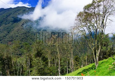 View of Cocora Valley a cloud forest near Salento Colombia