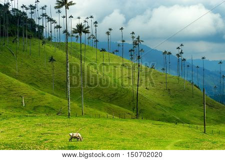 Cow grazing next to wax palm trees in Cocora Valley near Salento Colombia
