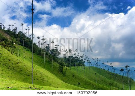 Wax palm trees on a hill in Cocora Valley near Salento Colombia