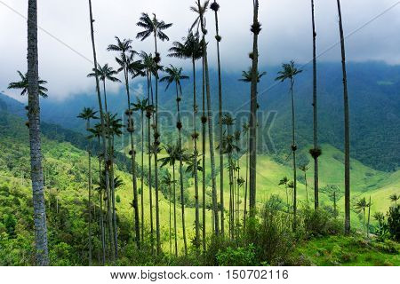 Wax palm trees and looking down into Cocora Valley near Salento Colombia