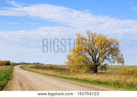 One tall tree with yellow leaves beside a curving gravel road in rural saskatchewan landscape