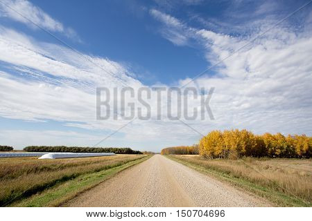 Gravel road between fields with two grain bags filled with grain with forest of autumn colored trees in rural fall countryside landscape