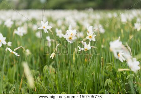 Valley of daffodils in Transcarpathia scenery, sky, spring