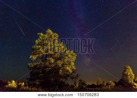 The Milky Way. A beautiful August summer night sky with stars on the background of a big trees. Starfall the falling Perseids.