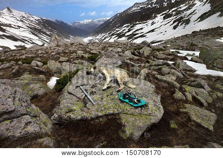 Dog sleeping on big stone with hiking equipment. Turkey Kachkar Mountains part of Pontic Mountains.