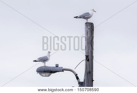 Two Western (Larus occidentalis) seagulls seem to appear to jockey for position atop a street light pole.  A common Atlantic Canada, East Coast sight.