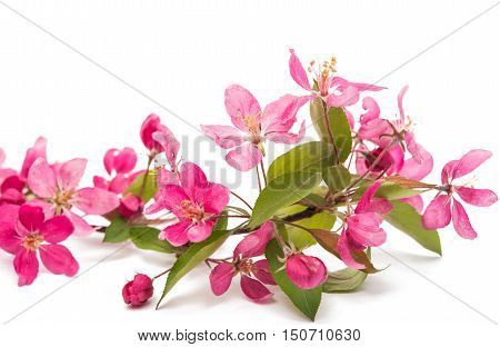 pink flowers of apple isolated on white background