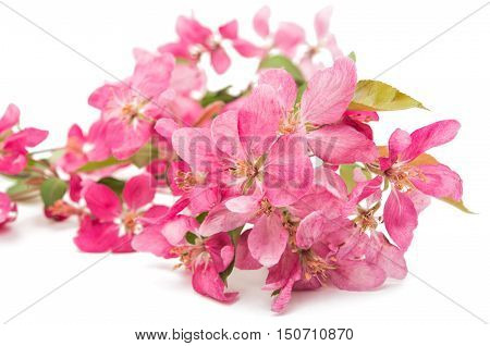 pink flowers of apple isolated on white background