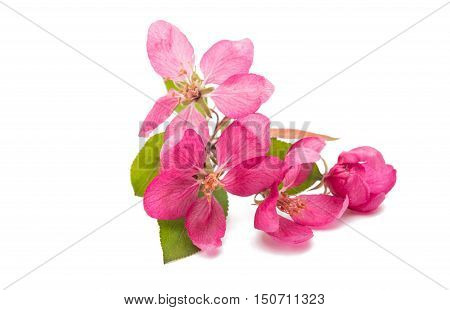 pink flowers of apple isolated on white background