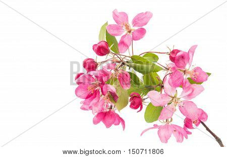 pink flowers of apple isolated on white background
