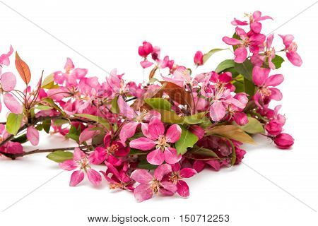 pink flowers of apple isolated on white background